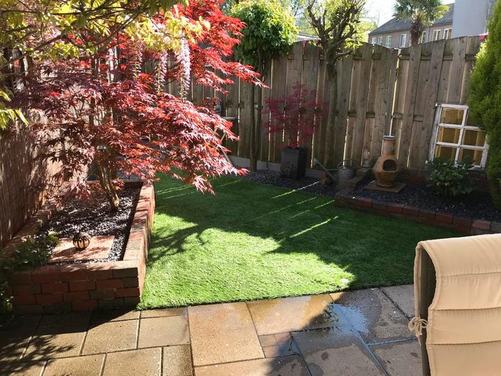 Japanse esdoorn (Acer palmatum) – 15 jaar oud, Tuin en Terras, Planten | Bomen, Overige soorten, 250 tot 400 cm, Halfschaduw, Lente