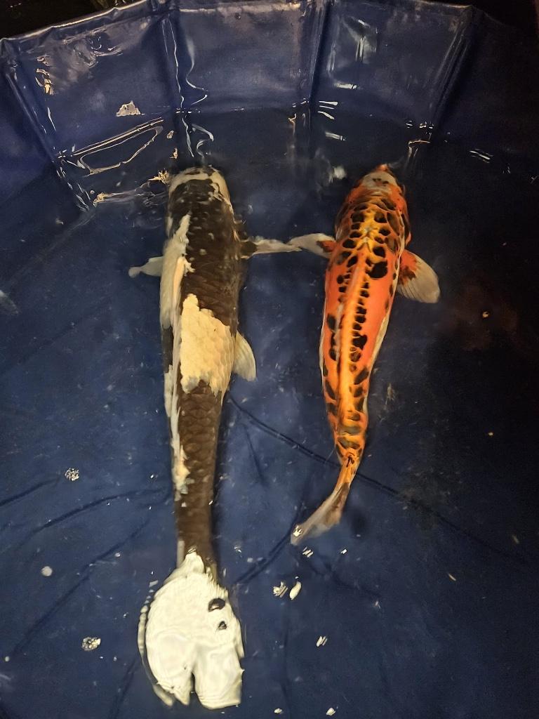 Mizuho Ogon Japanse koi, Dieren en Toebehoren, Vissen | Vijvervissen, Karper of Koi