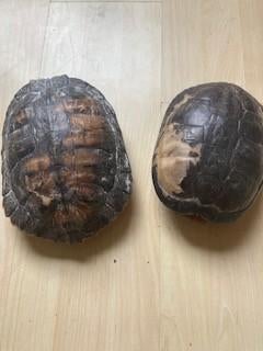 schildpad schild, Ophalen, Zo goed als nieuw, Reptiel of Amfibie, Overige typen