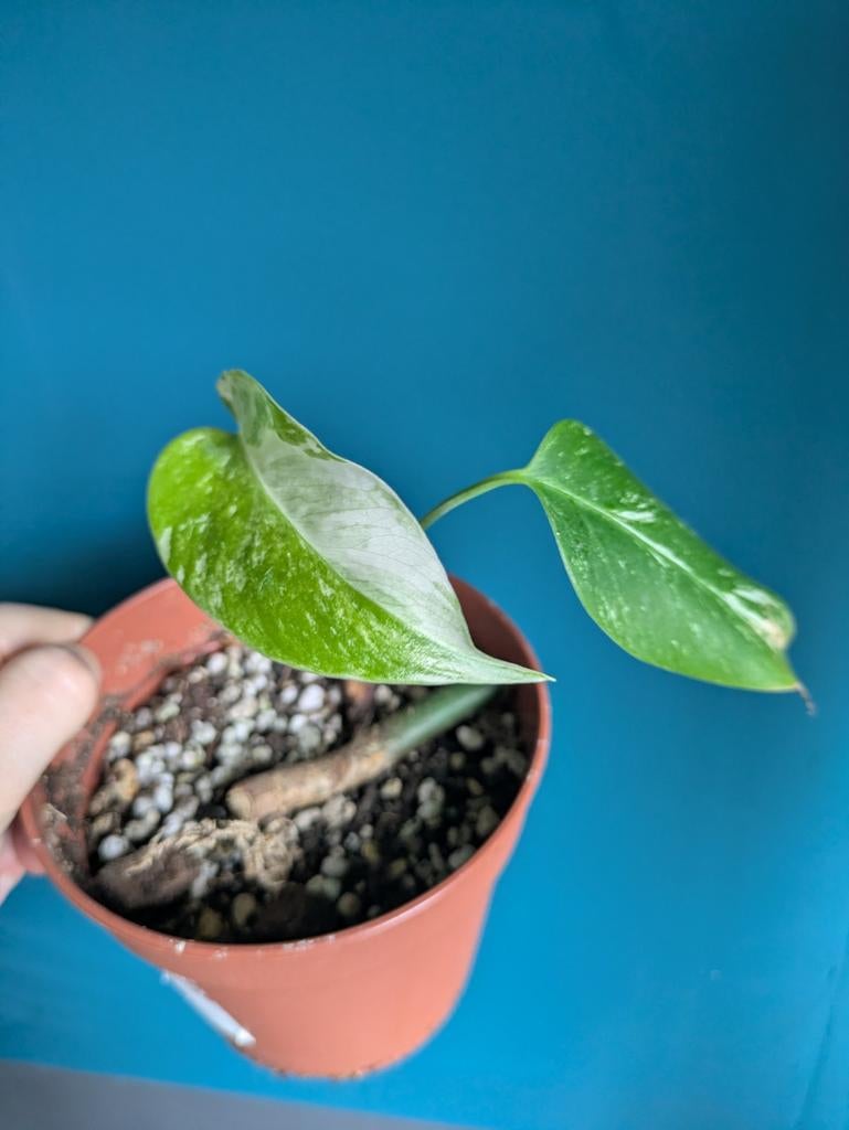 Monstera variegata uit wetstick, Ophalen of Verzenden, Halfschaduw, Minder dan 100 cm