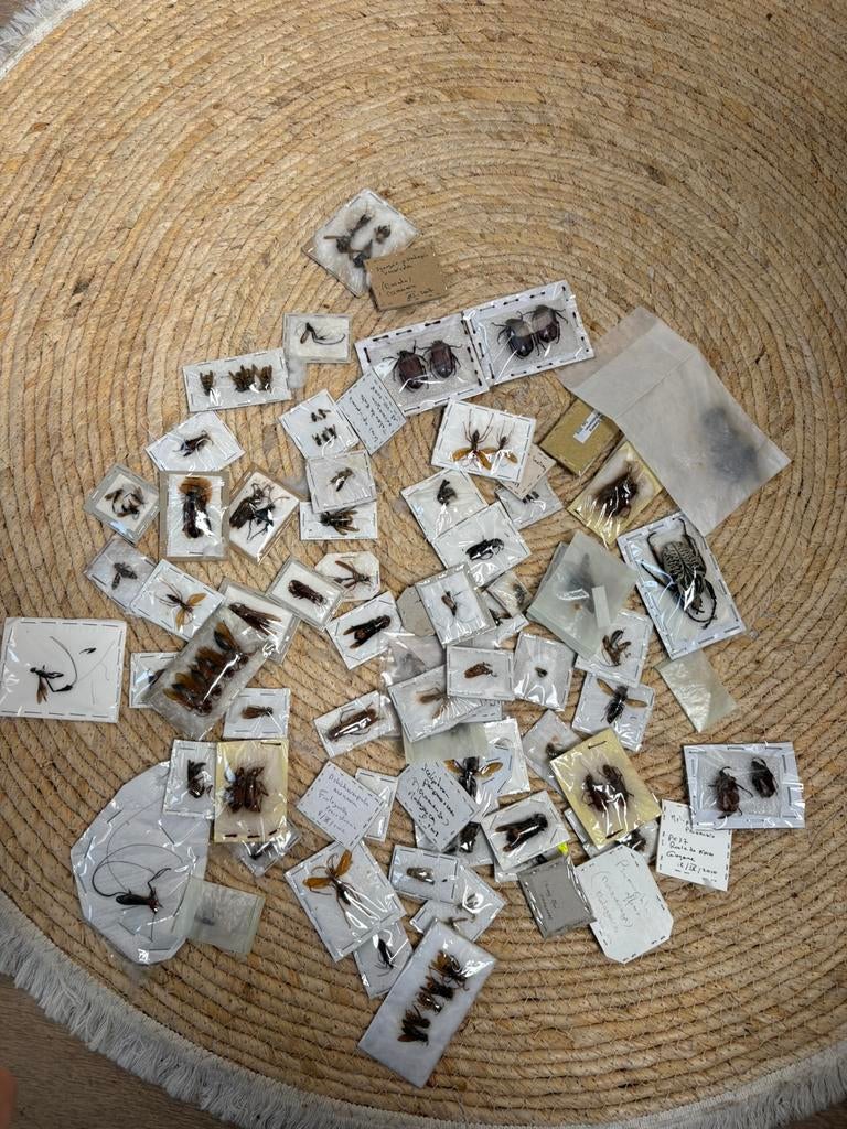 Partij gedroogde insecten taxidermie, Ophalen of Verzenden, Zo goed als nieuw, Opgezet dier