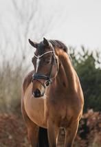Super gave 9 jarige ruin!, Dieren en Toebehoren, Ruin, Dressuurpaard, 3 tot 6 jaar