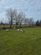 Boerderijganzen, Dieren en Toebehoren