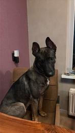 Lieve teef zoekt een lieve baas, Dieren en Toebehoren, Honden | Niet-rashonden, 1 tot 2 jaar, Teef, Eén hond, Middel