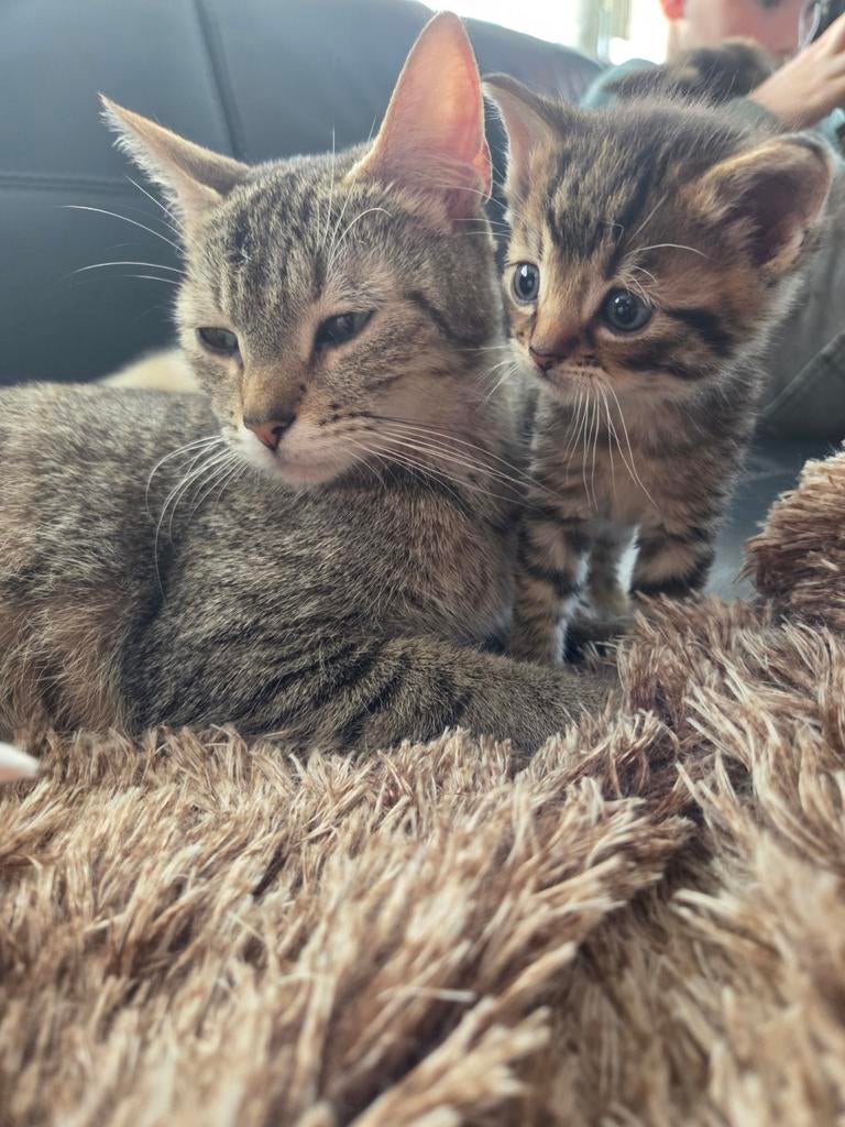 Kittens te koop, Kater