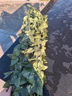 Kunsthaag Klimop - Decoratieve Groene Bladeren, Ophalen of Verzenden, Nieuw, Binnen