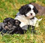 4 (nog 1 meisje) Prachtige Boomer pups (klein), Parvo, Nederland, Overige rassen, 8 tot 15 weken