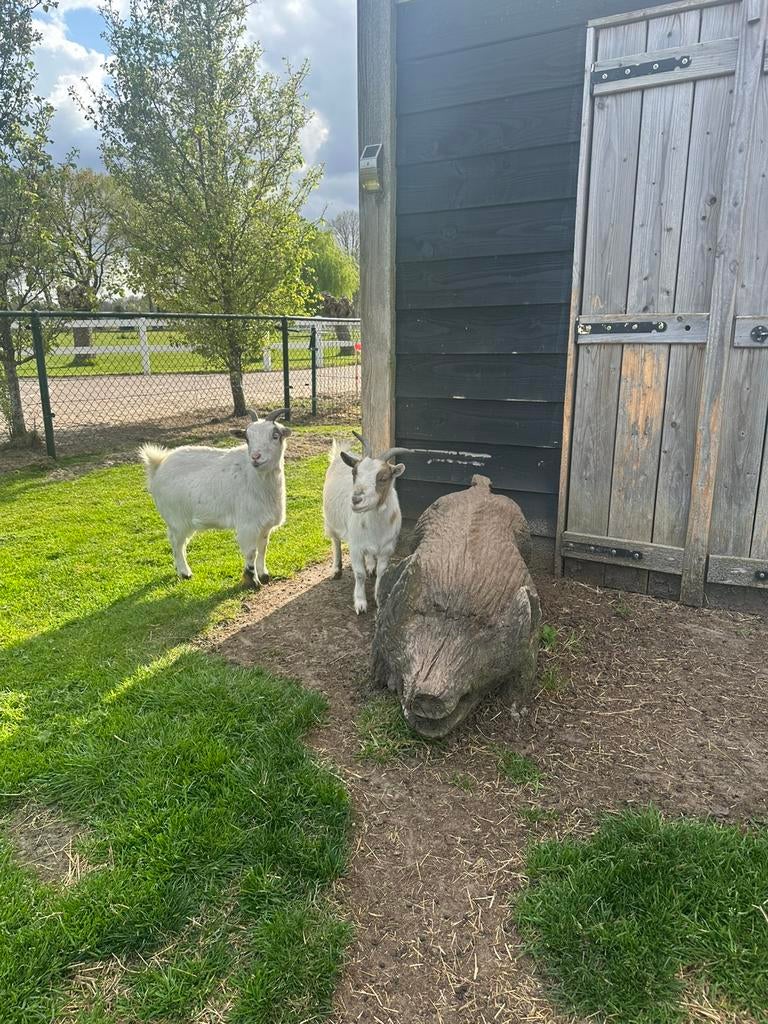 witte geiten, Dieren en Toebehoren, Schapen, Geiten en Varkens, Geit, Vrouwelijk, 0 tot 2 jaar