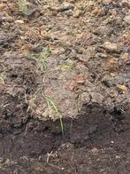 Paardenmest gratis af te halen, Ophalen, Mest