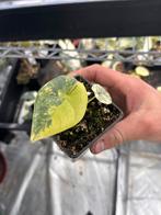 Alocasia Melo aurea variegata, Overige soorten, In pot, Minder dan 100 cm, Bloeiende kamerplant