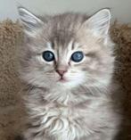 Kitten gezocht, Dieren en Toebehoren, Ophalen