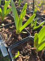 Agapanthus, Ophalen of Verzenden, Overige soorten, Volle zon