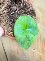 Alocasia platinum variegata plant aurea yellow lemon mint, Ophalen of Verzenden, Halfschaduw, Minder dan 100 cm