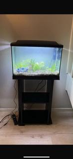 Aquarium te koop, Dieren en Toebehoren, Vissen | Aquaria en Toebehoren, Ophalen, Zo goed als nieuw, Gevuld zoetwateraquarium