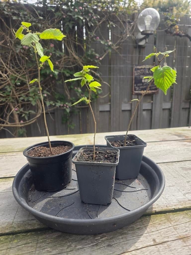 Gratis stekjes: Hazelaar en Crassula (vetplant), Tuin en Terras, Vaste plant, Bloeit niet, Halfschaduw, Ophalen