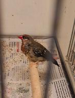 Tijgervink man, Mannelijk