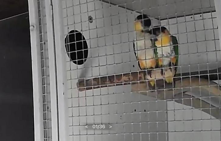 Bewezen koppel zwartkop caique, Dieren en Toebehoren, Vogels | Parkieten en Papegaaien, Papegaai, Meerdere dieren, Geringd