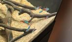Neon Tetra 7x, Dieren en Toebehoren, Vissen | Aquaria en Toebehoren, Ophalen