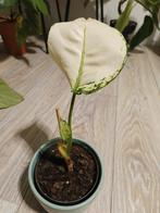 Aglaonema white joy, Huis en Inrichting, Ophalen of Verzenden, Halfschaduw, Minder dan 100 cm