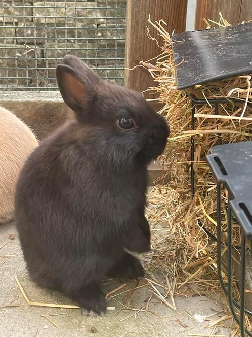 Voedster konijn kleurdwerg zwart, Dieren en Toebehoren, Konijnen, Dwerg, Vrouwelijk