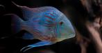 GEZOCHT: Geophagus Sveni Wildvang of F1, Dieren en Toebehoren, Vis