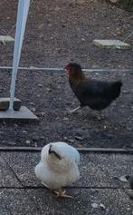 3 legkippen, Dieren en Toebehoren, Pluimvee, Vrouwelijk, Kip