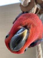 Jonge Baby Edelpapegaai | Handtam | Kleurrijk | Nieuwsgierig, Dieren en Toebehoren, Vogels | Parkieten en Papegaaien, Meerdere dieren