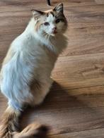 Ragdoll  Noorse Boskat 6 jr.met blauwe ogen., Dieren en Toebehoren, Katten en Kittens | Raskatten | Langhaar, Kater