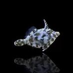 GEZOCHT glas anemoon etende vijlvis, Dieren en Toebehoren, Vissen | Aquariumvissen, Vis