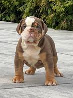 Old English Bulldogs pups🐶 mogen verhuizen🥰, Dieren en Toebehoren, Honden | Bulldogs, Pinschers en Molossers, CDV (hondenziekte)