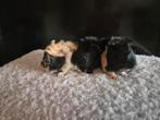 Borstel cavia's, Cavia, Mannelijk, Januari, Tam