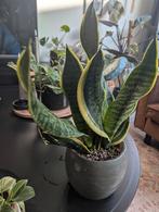 Sanseveria Laurentii, Ophalen