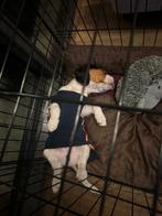 Beagles Pup, Reu, 8 tot 15 weken, Eén hond, Nederland