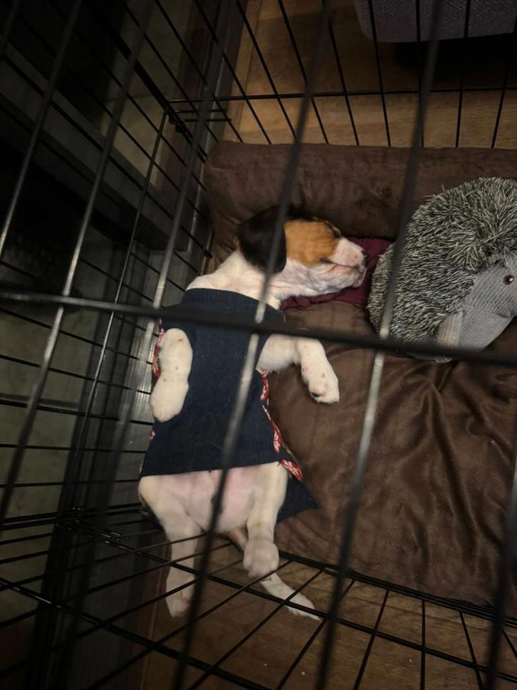 Beagles Pup, Dieren en Toebehoren, Honden | Beagles, Bassets en Lopende honden, Reu, Particulier, Eén hond, Nederland, 8 tot 15 weken