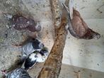 Duiven, Dieren en Toebehoren, Vogels | Duiven, Meerdere dieren, Tuimelaar of Roller