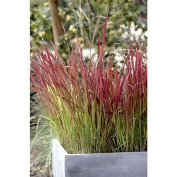 Imperata Red Baron bloedgras siergras beschikbaar voor biedingen