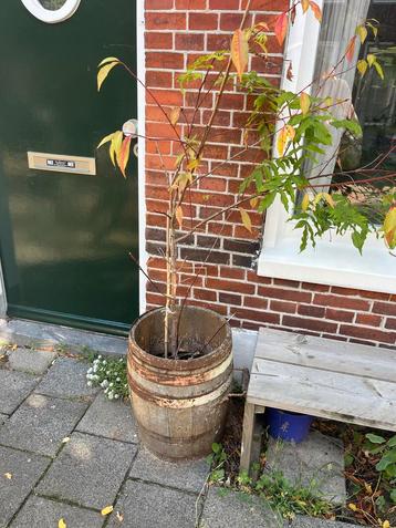 Houten Ton als Plantenbak beschikbaar voor biedingen