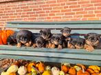 Stoere, grof gebouwde Rottweiler pups, Dieren en Toebehoren, Honden | Bulldogs, Pinschers en Molossers, 8 tot 15 weken, CDV (hondenziekte)
