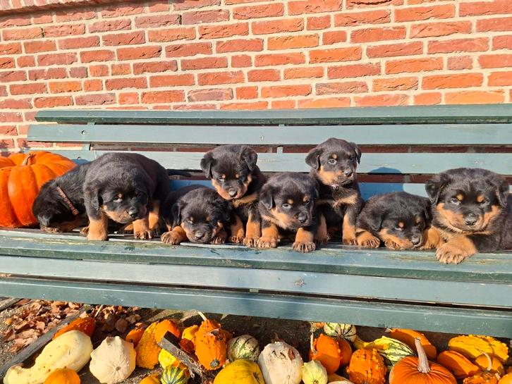 Stoere, grof gebouwde Rottweiler pups, Dieren en Toebehoren, Honden | Bulldogs, Pinschers en Molossers, Meerdere dieren, Rottweiler