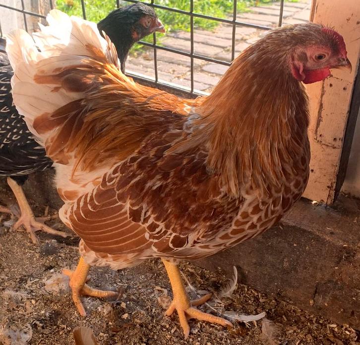 Isa Brown (barnevelder) legkippen, Dieren en Toebehoren, Pluimvee, Kip, Vrouwelijk