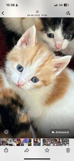 1 wit oranje kater te koop, Dieren en Toebehoren, Katten en Kittens | Raskatten | Langhaar, Kater, Ontwormd