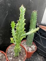 Bijzondere Cactus met Vertakkingen - Vlijmen, Huis en Inrichting, Kamerplanten, Ophalen, Minder dan 100 cm, In pot, Cactus