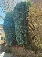 Coniferenhaag ophalen, Tuin en Terras, Planten | Struiken en Hagen, Ophalen, Conifeer, Haag, 100 tot 250 cm