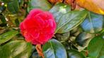 Camelia, Tuin en Terras, Planten | Tuinplanten, Vaste plant, Overige soorten, Ophalen