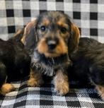 Teckel pups., Dieren en Toebehoren, Honden | Teckels en Dashonden, Nederland, CDV (hondenziekte), 8 tot 15 weken, Dwerg