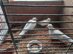 Aangeboden diverse paren lachduifjes, Dieren en Toebehoren, Meerdere dieren, Overige soorten