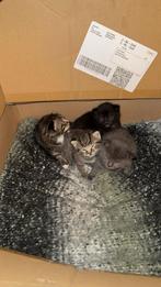 Kittens, Meerdere dieren