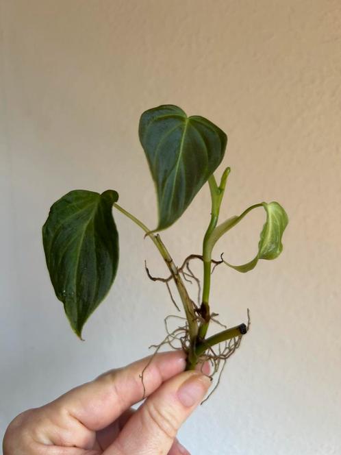 Philodendron splendid of melanochrysum, gewortelde stek, Huis en Inrichting, Kamerplanten, Overige soorten, Minder dan 100 cm