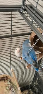 Agapornis Pop gezocht., Vrouwelijk, Dwergpapegaai of Agapornis, Geringd