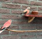 Koppel opaline bourke parkiet, Meerdere dieren, Parkiet